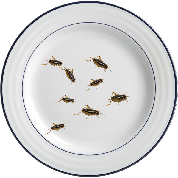 Crickets for Food