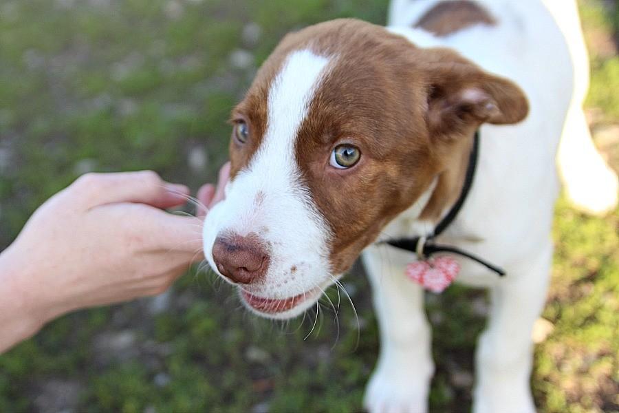 Bella, a Pitbull puppy, comes to the dog park for the first time.