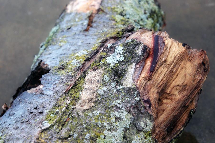Rotting tree off the shore of Sand Lake.