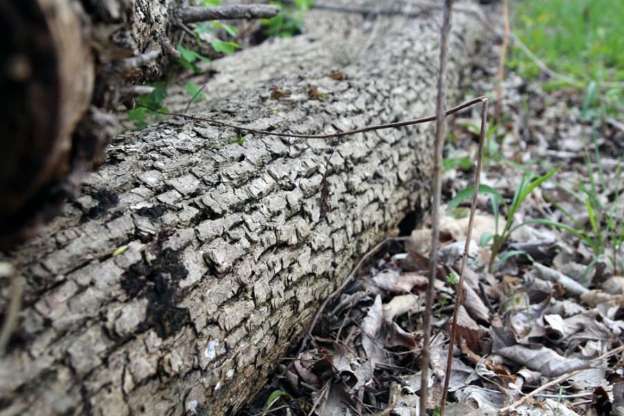 Rotting log on the west side trail at Terry Trueblood Recreational Center