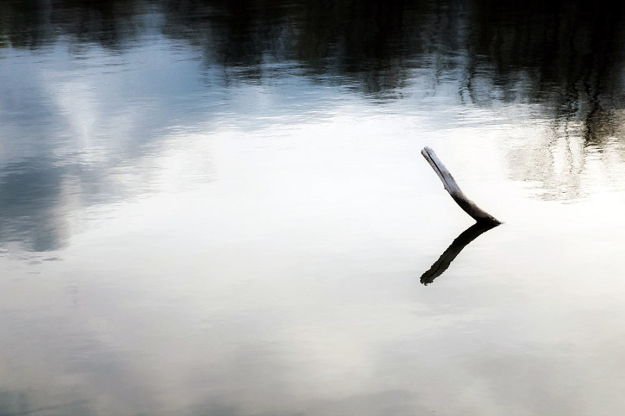 Drift wood off the shore of Sand Lake