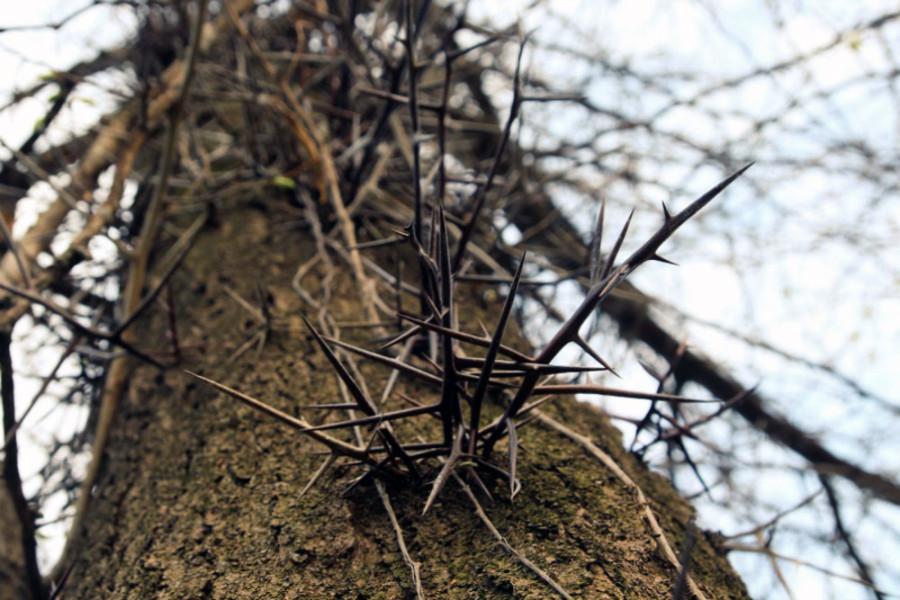 Honey Locust tree on the west trail at Terry Trueblood Recreational 