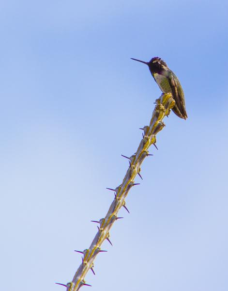 Costas Hummingbird in Palm Desert, California