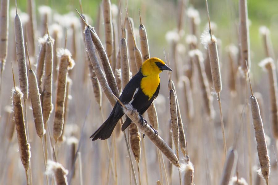 Yellow-Headed Blackbird in Salt Lake City, UT