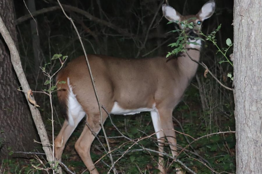 A deer feeds in Hickory Hill park, where a large portion of Iowa Citys deer population resides.