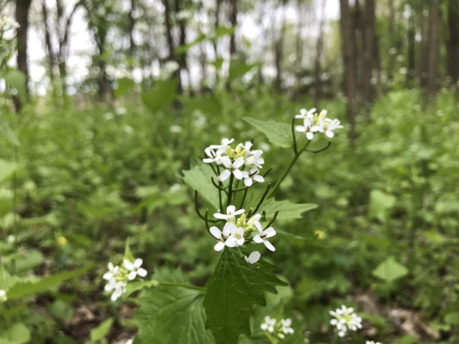 Up+close+photo+of+Garlic+Mustard+showing+structure+of+flower%2C+stem%2C+and+leaf.+