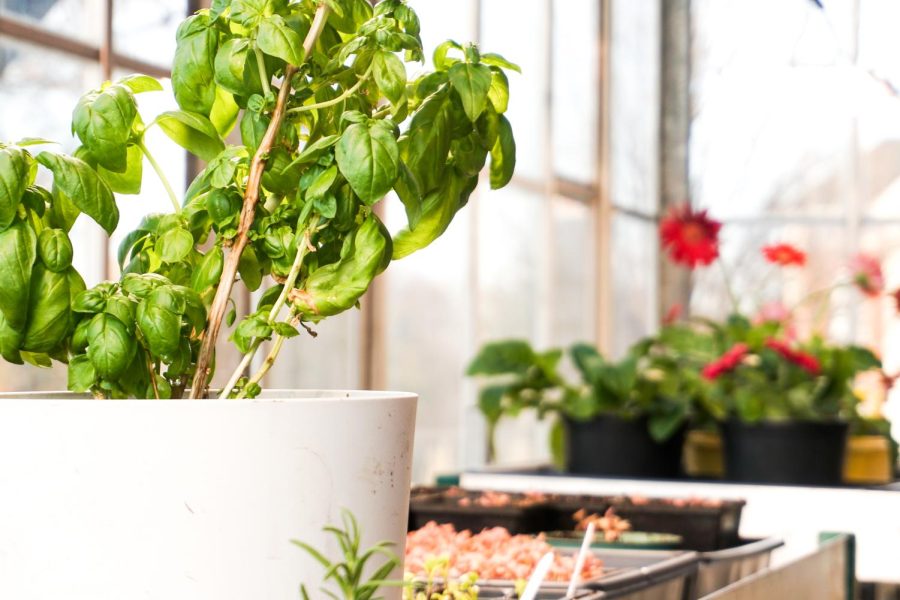 Students help maintain plants for classes and extracurricular activities.